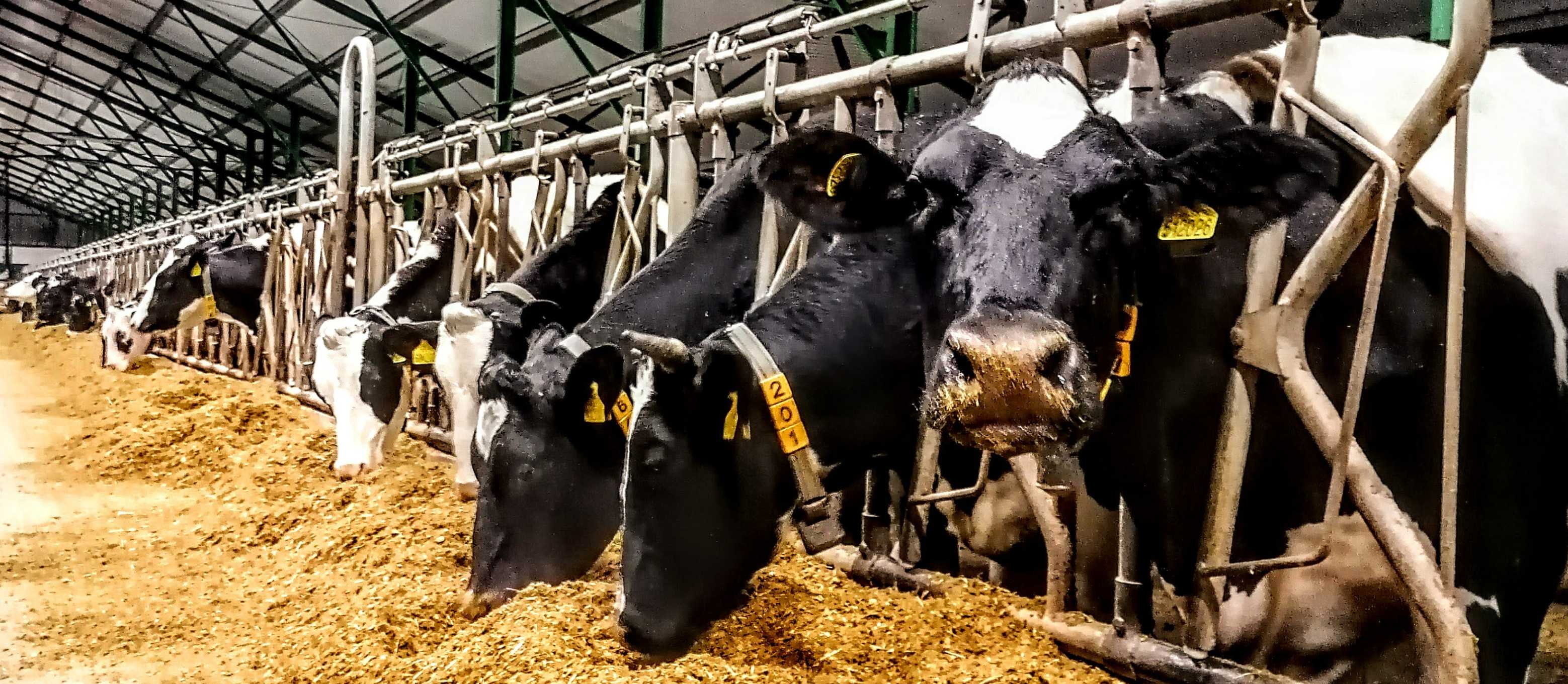 ZEAS Puclice - kravín